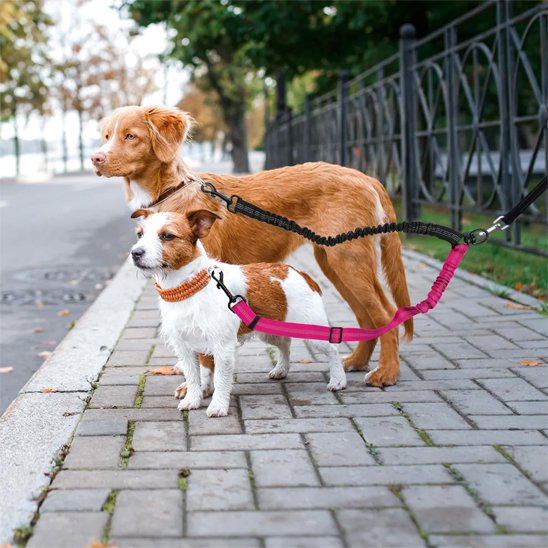 retriever-jack-russel-double-laisse-pour-chien-fucshia sur trottoir