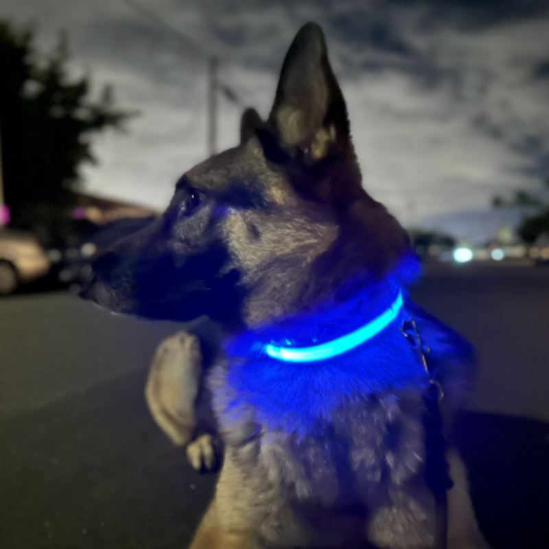 Collier Chien - LEDCollarDog™ - Bleu